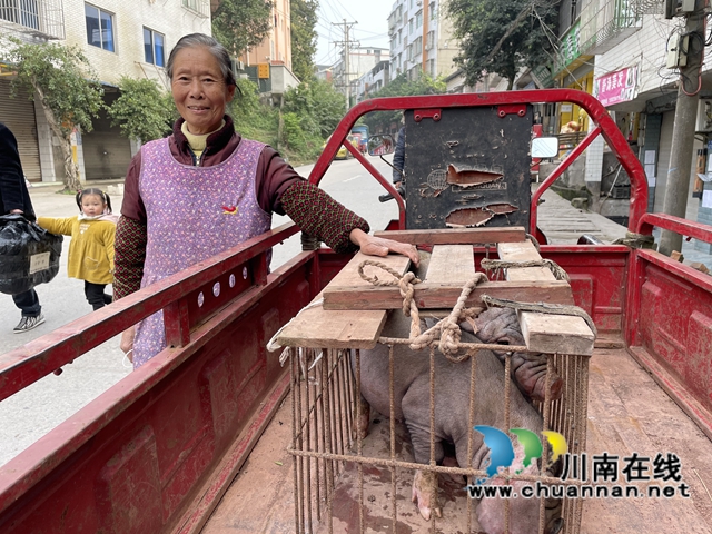 泸县百和镇：爱心企业来赠猪，乡村振兴有盼头(图6)
