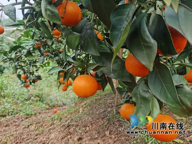 泸县立石镇：爱媛橙迎来采摘期，甜果子带来甜日子(图2)