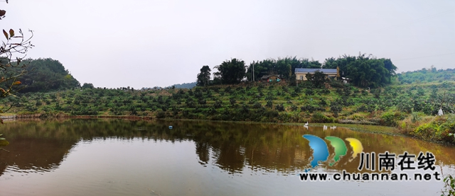 泸县立石镇：爱媛橙迎来采摘期，甜果子带来甜日子(图3)