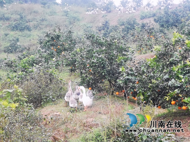 泸县立石镇：爱媛橙迎来采摘期，甜果子带来甜日子(图4)