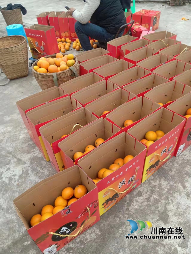 泸县立石镇：爱媛橙迎来采摘期，甜果子带来甜日子(图5)