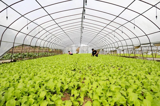 龙马潭：蔬菜吃紧？不！让你紧吃！(图2)