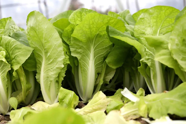 龙马潭：蔬菜吃紧？不！让你紧吃！(图1)