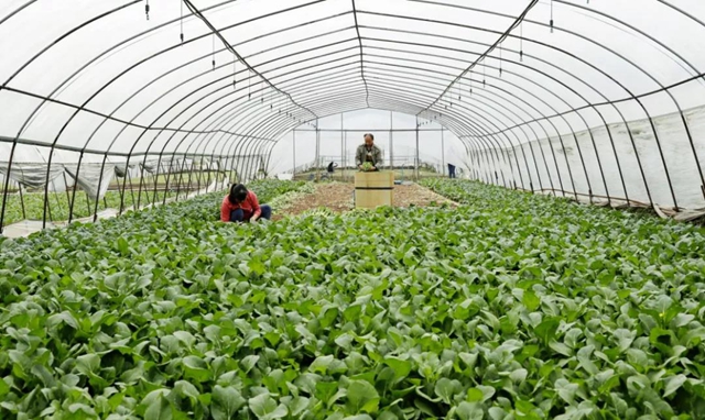 龙马潭：蔬菜吃紧？不！让你紧吃！(图5)