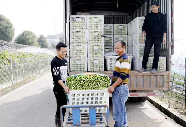 龙马潭：蔬菜吃紧？不！让你紧吃！(图6)