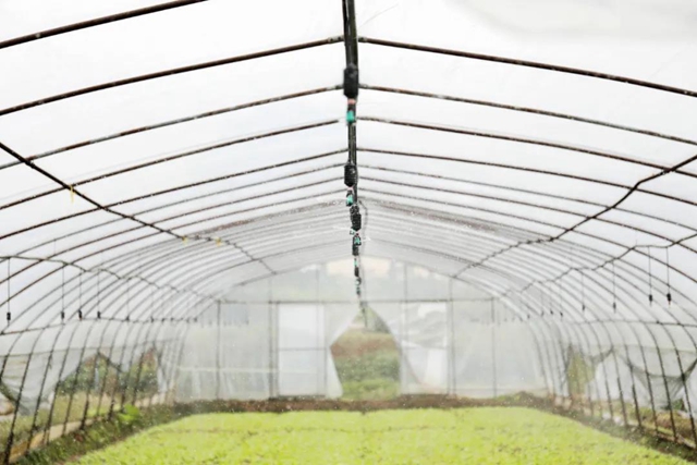 龙马潭：蔬菜吃紧？不！让你紧吃！(图7)