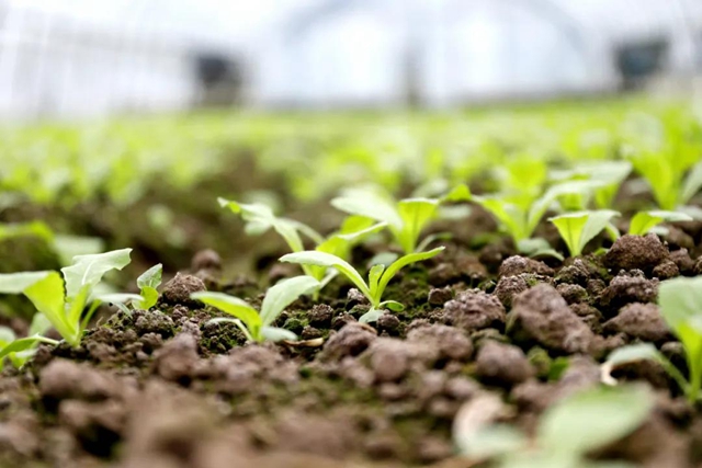 龙马潭：蔬菜吃紧？不！让你紧吃！(图8)