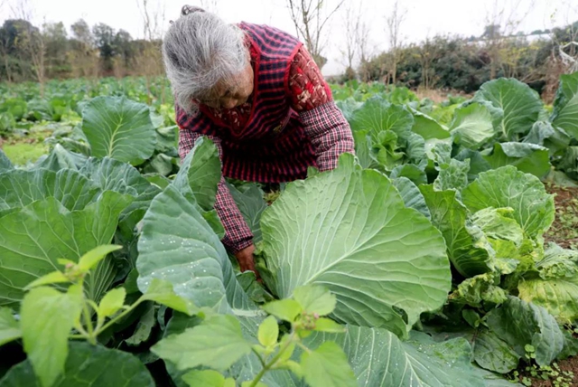 龙马潭：蔬菜吃紧？不！让你紧吃！(图9)