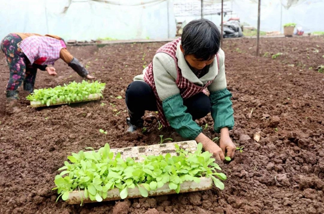 龙马潭：蔬菜吃紧？不！让你紧吃！(图10)