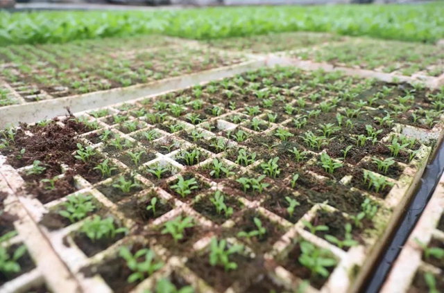 龙马潭：蔬菜吃紧？不！让你紧吃！(图12)