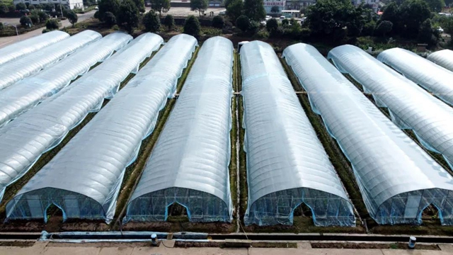 龙马潭：蔬菜吃紧？不！让你紧吃！(图13)