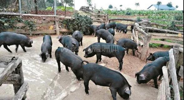 大口吃肉，内江管够！预计年底生猪存栏超150万头