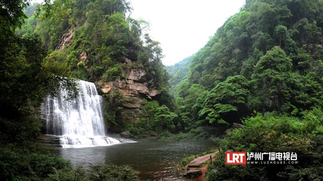 古蔺黄荆老林景区“升级”,未来将是“花海”世界(图7) 古蔺黄荆老林景区“升级”,未来将是“花海”世界(图7)