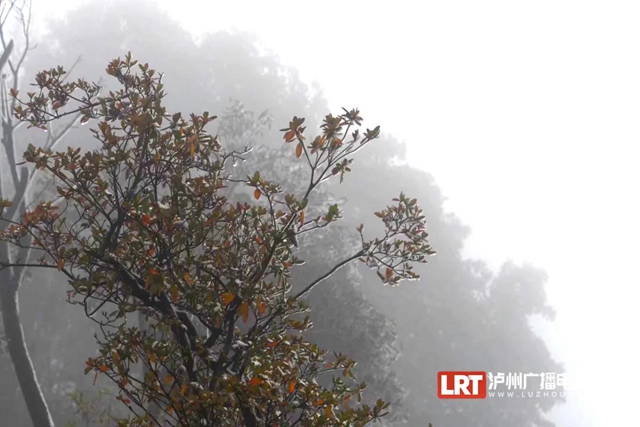 古蔺黄荆老林景区“升级”,未来将是“花海”世界(图3) 古蔺黄荆老林景区“升级”,未来将是“花海”世界(图3)