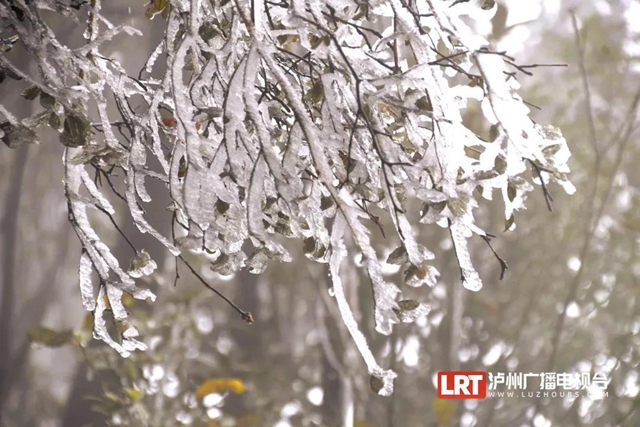 古蔺黄荆老林景区“升级”,未来将是“花海”世界(图1) 古蔺黄荆老林景区“升级”,未来将是“花海”世界(图1)