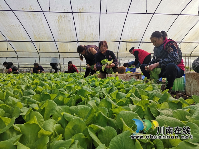 泸县：多措并举，守护老百姓菜篮子(图2)