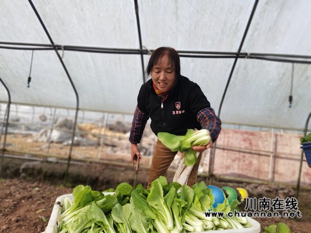 泸县：多措并举，守护老百姓菜篮子(图3)