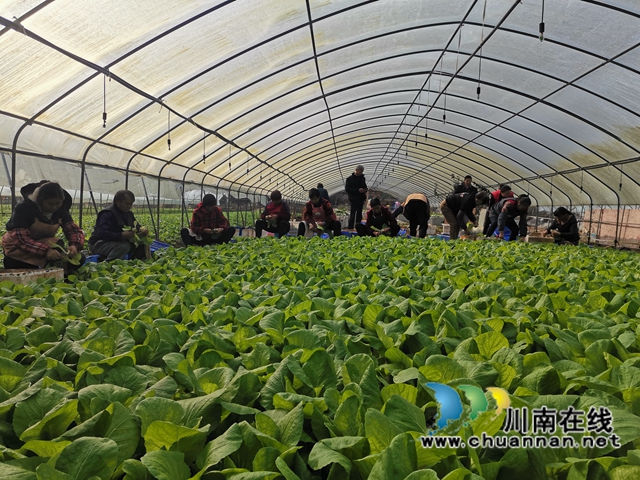 泸县：多措并举，守护老百姓菜篮子(图4)