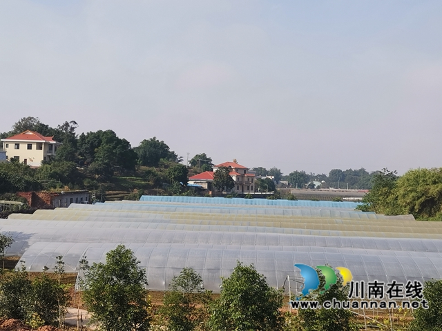 泸县：多措并举，守护老百姓菜篮子(图6)