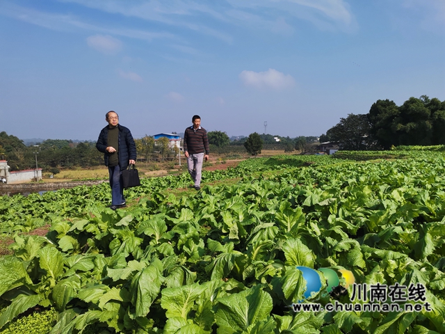 泸县：多措并举，守护老百姓菜篮子(图8)