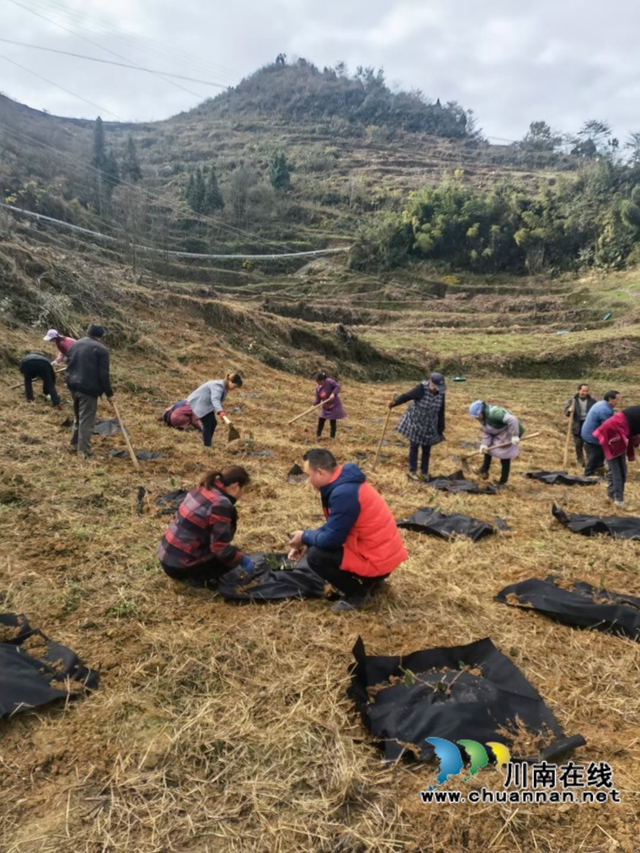 古蔺县观文镇：金银花种出致富路(图2)