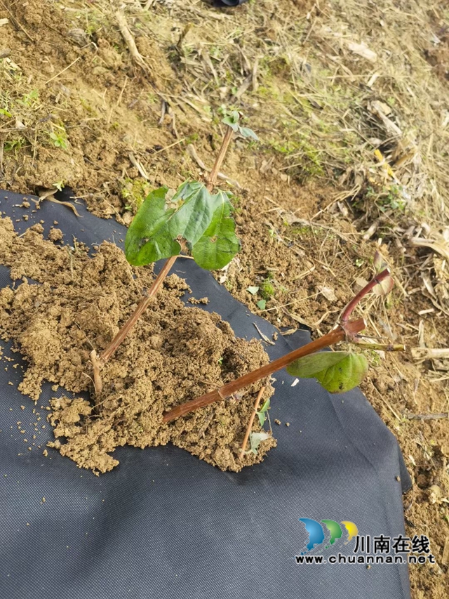 古蔺县观文镇：金银花种出致富路(图3)