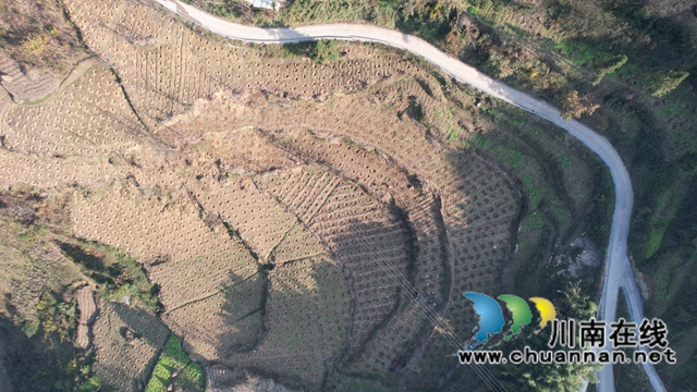 古蔺县观文镇：金银花种出致富路(图4)