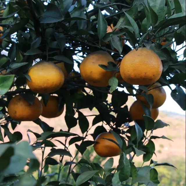 感受公平正义｜橘子林里的地界纠纷(图5)