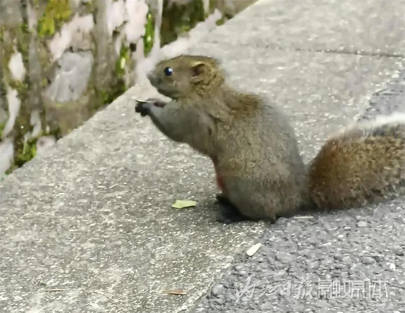 吓一跳！内江城区松山公园惊现一只小“魔王”——(图2)