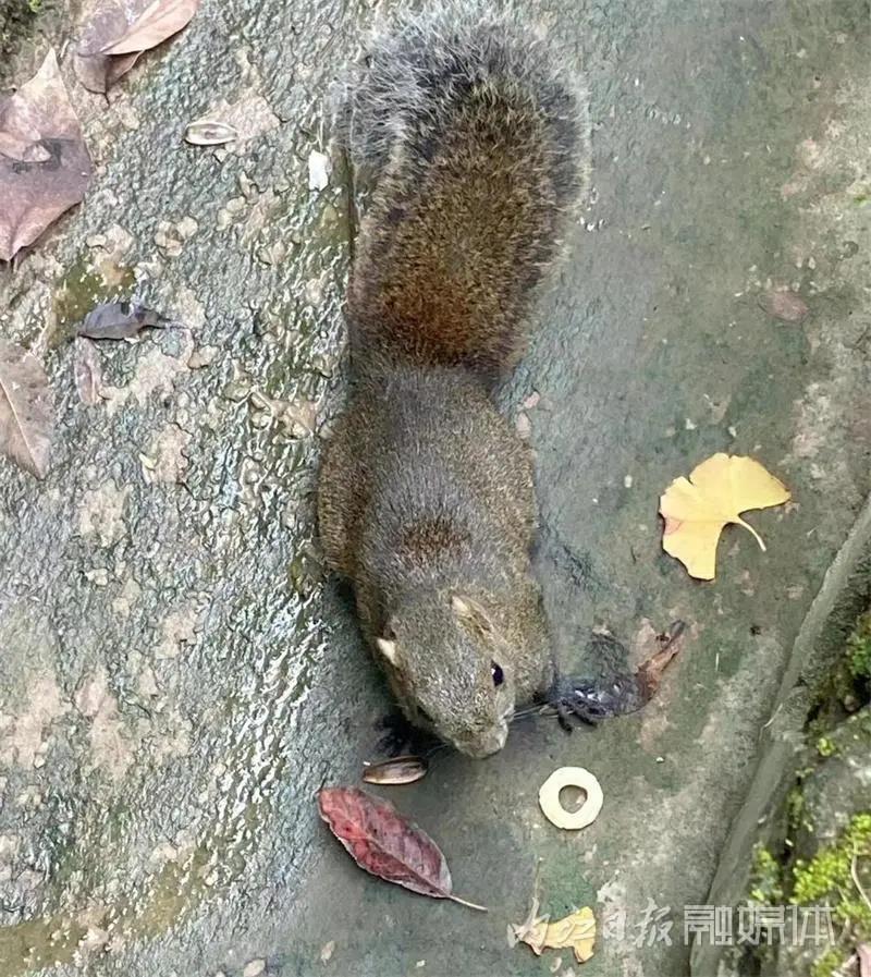 吓一跳！内江城区松山公园惊现一只小“魔王”——(图4)