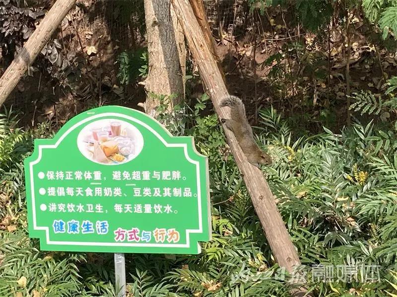 吓一跳！内江城区松山公园惊现一只小“魔王”——(图5)