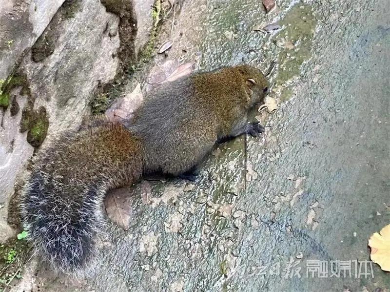 吓一跳！内江城区松山公园惊现一只小“魔王”——(图6)