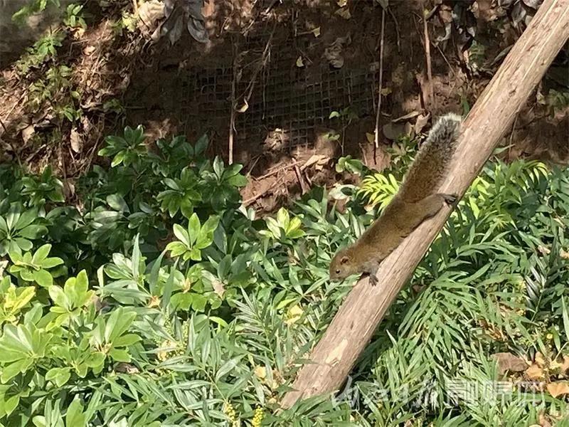 吓一跳！内江城区松山公园惊现一只小“魔王”——(图8)