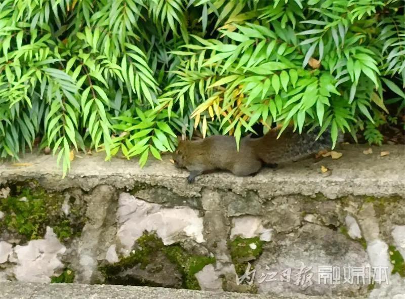 吓一跳！内江城区松山公园惊现一只小“魔王”——(图9)