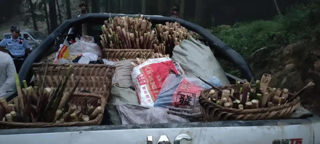 古蔺男子开皮卡车偷竹笋被逮个正着！