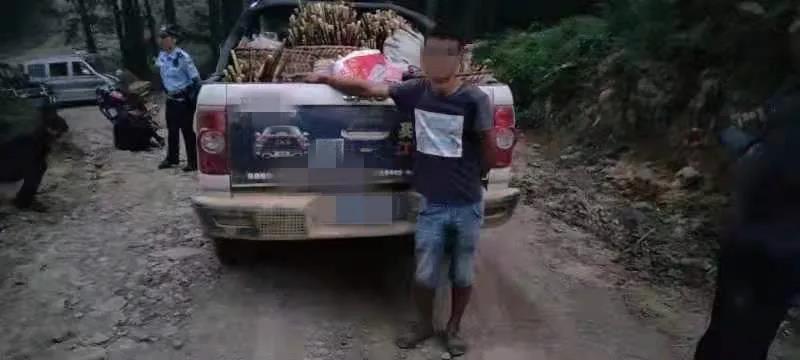 古蔺男子开皮卡车偷竹笋被逮个正着！(图5)