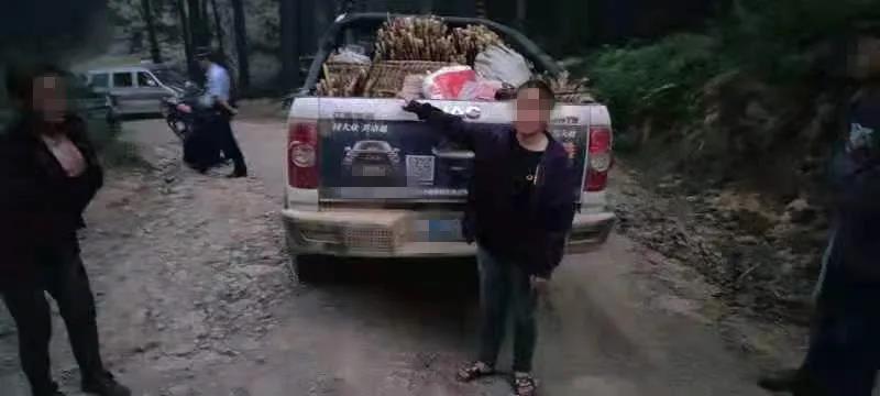 古蔺男子开皮卡车偷竹笋被逮个正着！(图6)