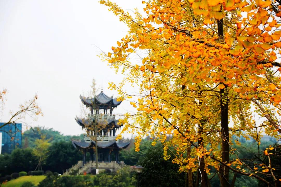 七十载风华正茂|西南医科大学校园颜值爆表！(图12)