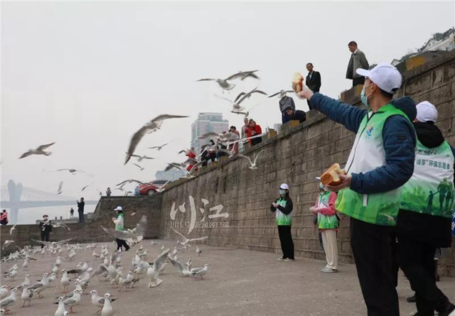 提醒：有人以保护红嘴鸥为名兜售鸥粮、非法募捐，泸州市民切勿上当！