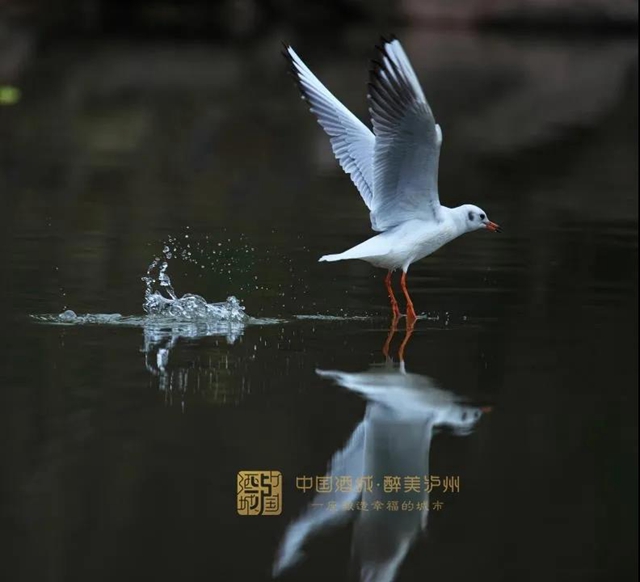 提醒:有人以保护红嘴鸥为名兜售鸥粮、非法募捐,泸州市民切勿上当!(图2) 提醒:有人以保护红嘴鸥为名兜售鸥粮、非法募捐,泸州市民切勿上当!(图2)