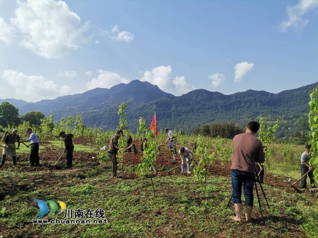 合江县车辋镇：发挥乡贤力量，抓实小春种植(图1)