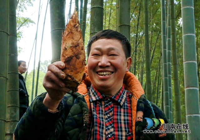 纳溪：冬笋“俏”市场，富民助增收(图3)