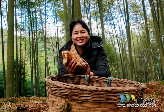 纳溪：冬笋“俏”市场，富民助增收(图2)
