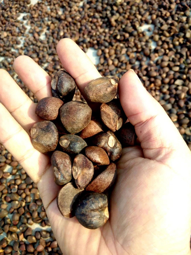 重达一斤！宜宾这个地方种出了“巨型果”！村民高兴惨了……(图1)