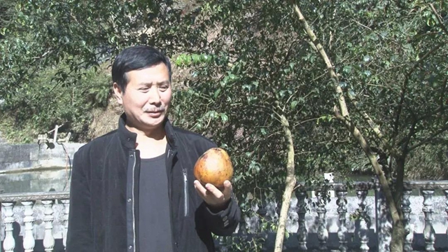 重达一斤！宜宾这个地方种出了“巨型果”！村民高兴惨了……(图2)