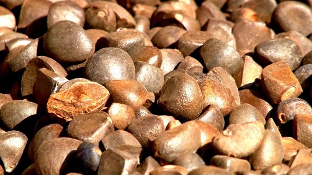 重达一斤！宜宾这个地方种出了“巨型果”！村民高兴惨了……(图3)