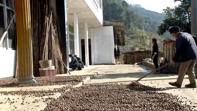 重达一斤！宜宾这个地方种出了“巨型果”！村民高兴惨了……(图5)