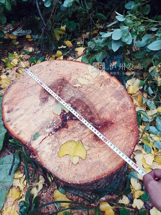 泸州墨香苑小区绿化树被业主私自砍伐，城管：同比例恢复移栽(图2)