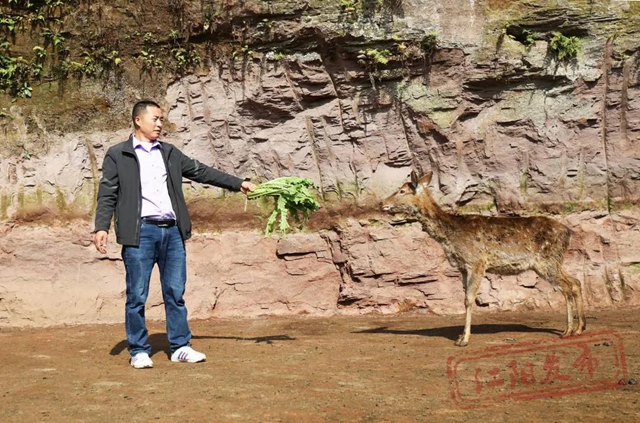 农村养啥更赚钱？江阳特色养殖解锁“财富密码”(图2)