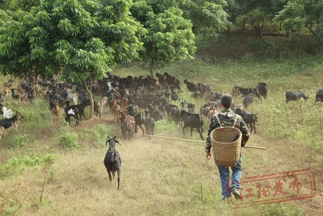 农村养啥更赚钱？江阳特色养殖解锁“财富密码”(图5)